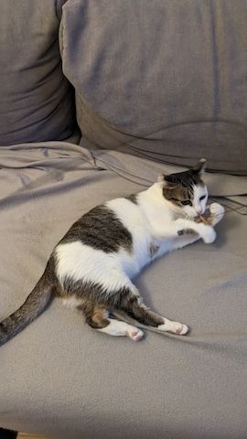 Jerry & Aspita Schmusekatzen suchen ein Zuhause