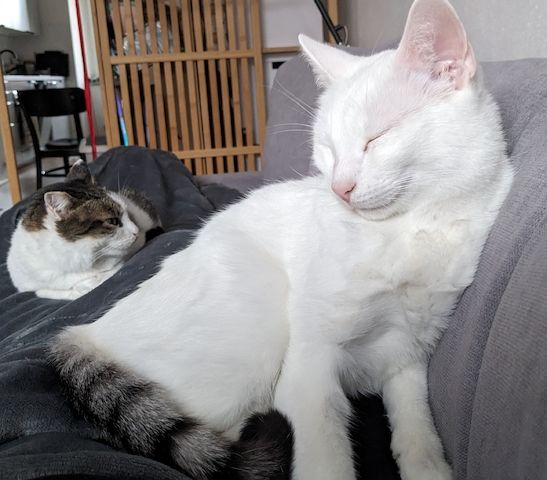 Jerry & Aspita Schmusekatzen suchen ein Zuhause
