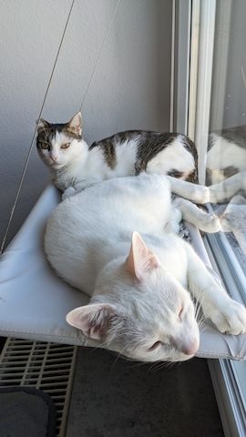 Jerry & Aspita Schmusekatzen suchen ein Zuhause