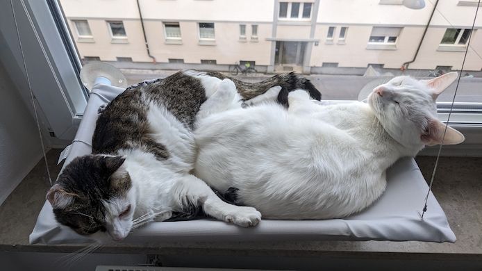 Jerry & Aspita Schmusekatzen suchen ein Zuhause