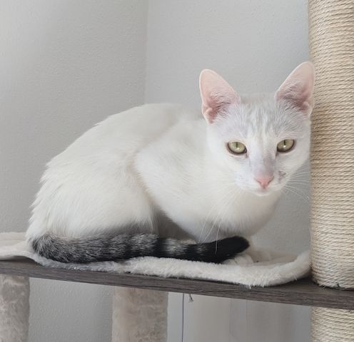 Jerry & Aspita Schmusekatzen suchen ein Zuhause