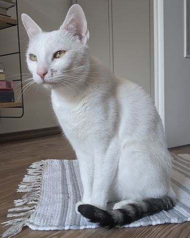Jerry & Aspita Schmusekatzen suchen ein Zuhause