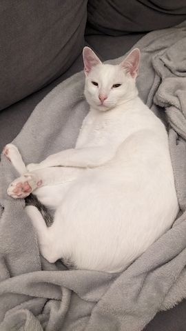 Jerry & Aspita Schmusekatzen suchen ein Zuhause