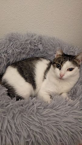 Jerry & Aspita Schmusekatzen suchen ein Zuhause