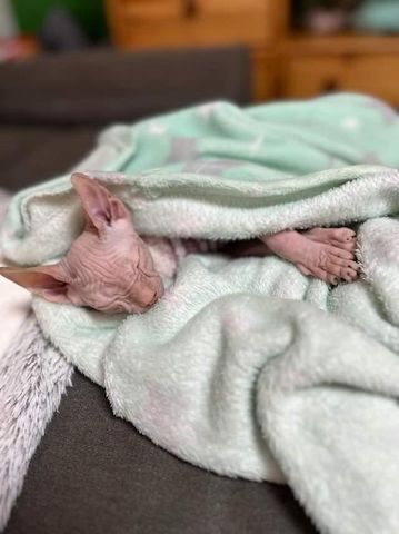 Sphynx katze sucht ihr neuen kuschelplatz