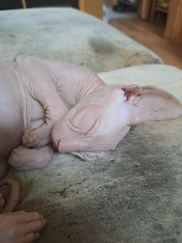 Sphynx katze sucht ihr neuen kuschelplatz