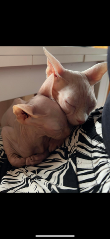 Sphynx katze sucht ihr neuen kuschelplatz