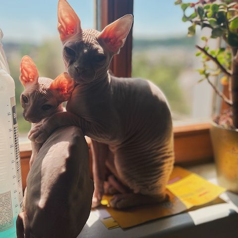 Sphynx katze sucht ihr neuen kuschelplatz