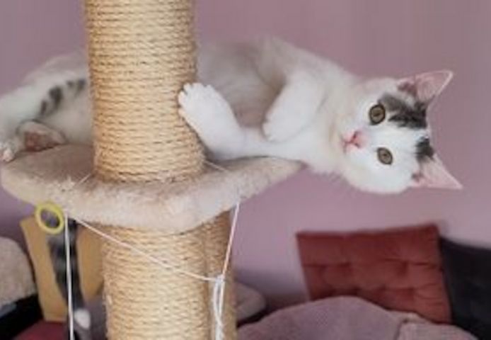 Peter & Paul zwei Jungkater suchen zusammen ein Zuhause