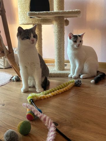 Peter & Paul zwei Jungkater suchen zusammen ein Zuhause