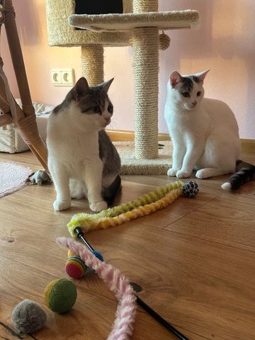 Peter & Paul zwei Jungkater suchen zusammen ein Zuhause