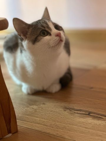 Peter & Paul zwei Jungkater suchen zusammen ein Zuhause
