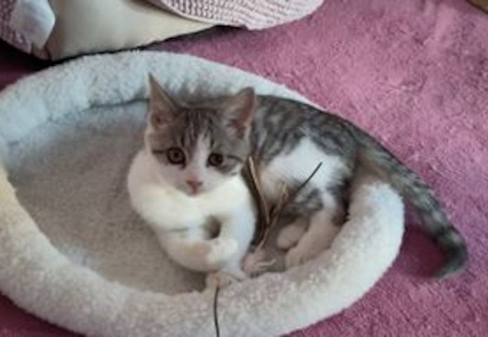 Peter & Paul zwei Jungkater suchen zusammen ein Zuhause