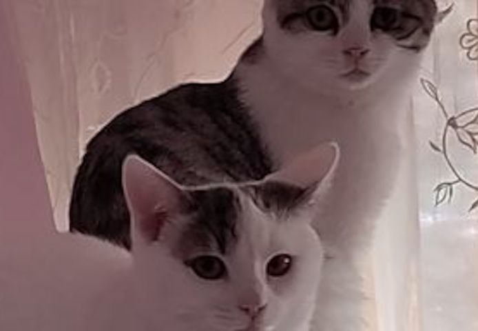 Peter & Paul zwei Jungkater suchen zusammen ein Zuhause