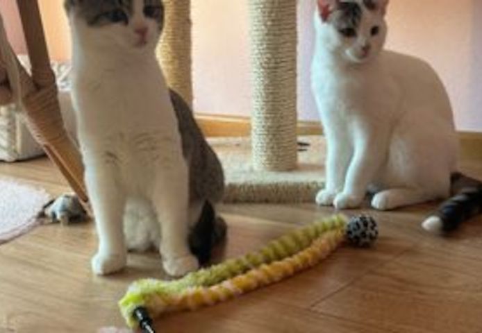 Peter & Paul zwei Jungkater suchen zusammen ein Zuhause
