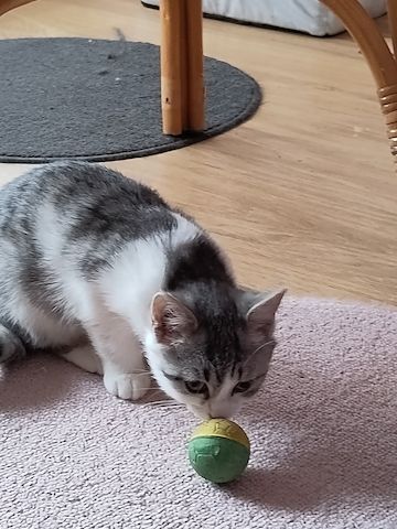 Peter & Paul zwei Jungkater suchen zusammen ein Zuhause