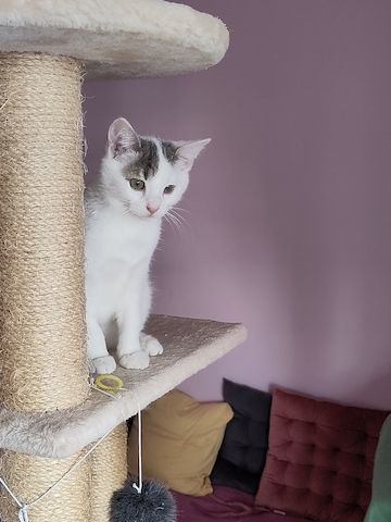 Peter & Paul zwei Jungkater suchen zusammen ein Zuhause