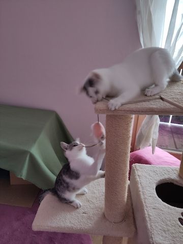 Peter & Paul zwei Jungkater suchen zusammen ein Zuhause