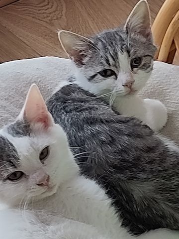 Peter & Paul zwei Jungkater suchen zusammen ein Zuhause