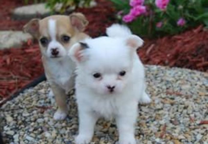männliche und weibliche Chihuahua-Welpen