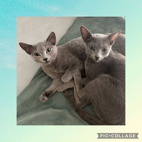 2 Russisch Blau Katerchen amerikanischer Typ