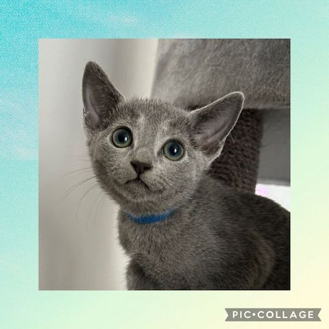 2 Russisch Blau Katerchen amerikanischer Typ