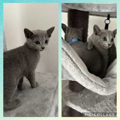 2 Russisch Blau Katerchen amerikanischer Typ