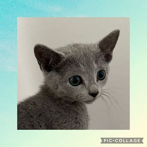 2 Russisch Blau Katerchen amerikanischer Typ