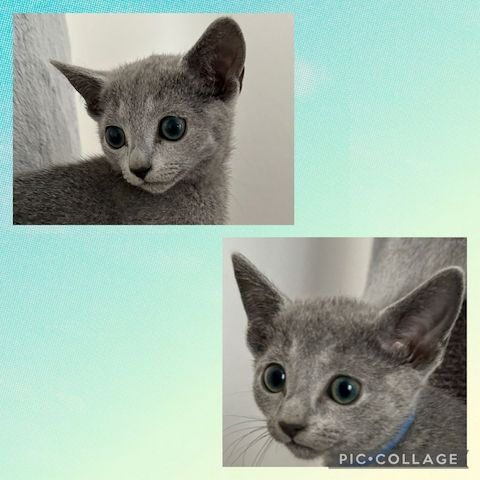 2 Russisch Blau Katerchen amerikanischer Typ