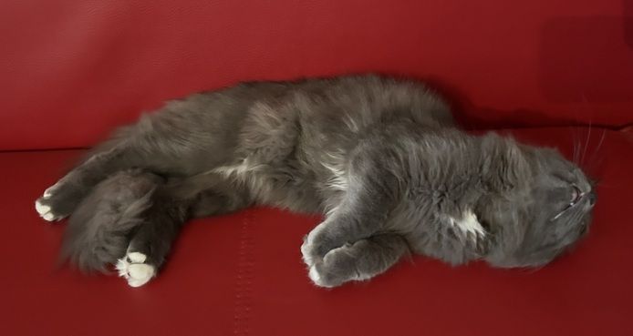 Norwegische Waldkatze Neva Masquarade Kater Kitten