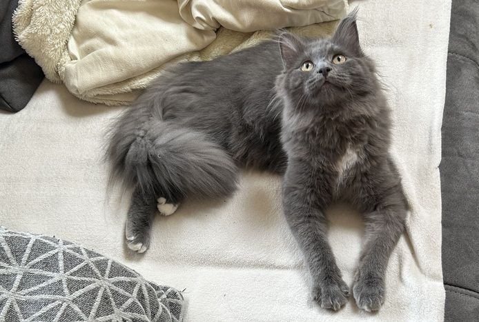 Norwegische Waldkatze Neva Masquarade Kater Kitten