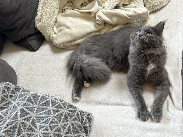 Norwegische Waldkatze Neva Masquarade Kater Kitten