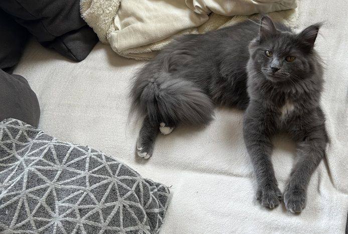 Norwegische Waldkatze Neva Masquarade Kater Kitten