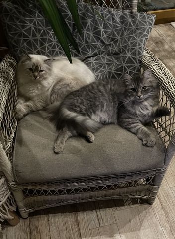 Norwegische Waldkatze Neva Masquarade Kater Kitten