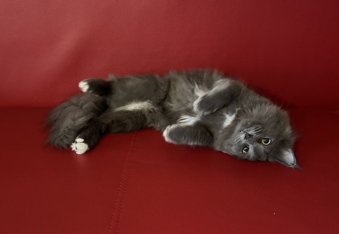 Norwegische Waldkatze Neva Masquarade Kater Kitten