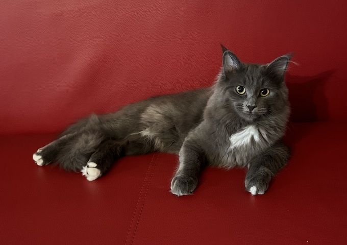 Norwegische Waldkatze Neva Masquarade Kater Kitten