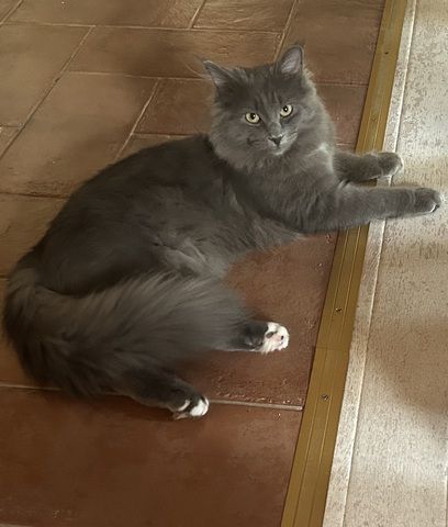 Norwegische Waldkatze Neva Masquarade Kater Kitten