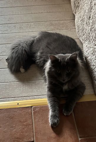 Norwegische Waldkatze Neva Masquarade Kater Kitten
