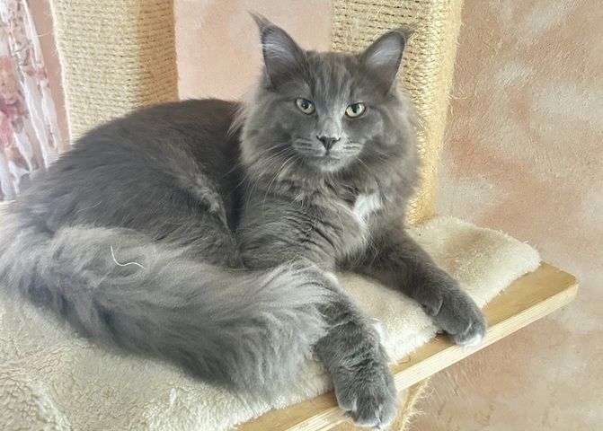 Norwegische Waldkatze Neva Masquarade Kater Kitten