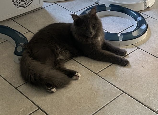 Norwegische Waldkatze Neva Masquarade Kater Kitten