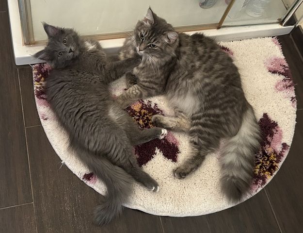 Norwegische Waldkatze Neva Masquarade Kater Kitten