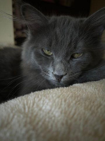 Norwegische Waldkatze Neva Masquarade Kater Kitten