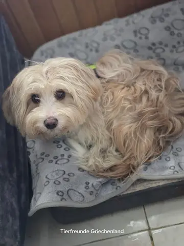 Bilbo