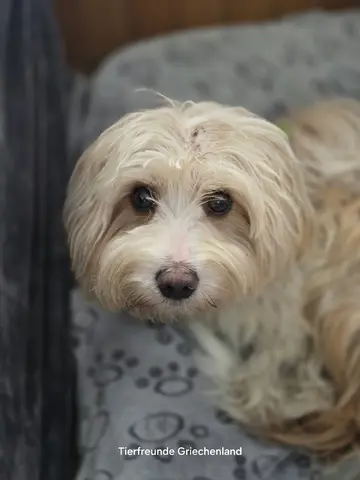 Bilbo