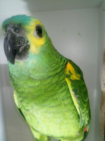Amazonenpapageien