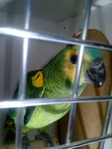 Amazonenpapageien