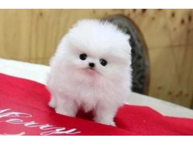POMERANIAN ZWERGSPITZ BOO WELPEN 