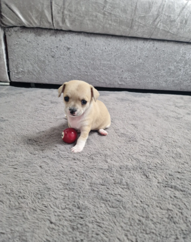 Chihuahua-Welpen