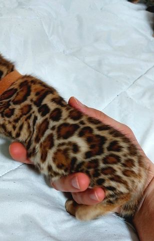 Bengal katze