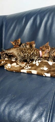 Bengal katze